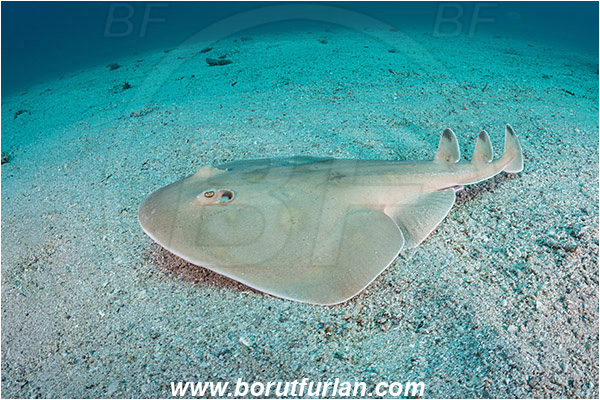 Isla Partida, Baja California, Sea of Cortez, Mexico, Pacific ocean, Narcine entemedor, Narcine, Narcinidae, Elasmobranchii, Giant electric ray, Stingray, Fish, Sand