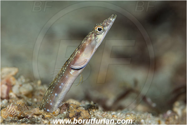 Isla Espirito Santo, La Paz, Baja California, Sea of Cortez, Mexico, Pacific ocean, Chaenopsis alepidota, Chaenopsis, Chaenopsidae, Orangethroat Pikeblenny, Pikeblenny, Fish, Portrait