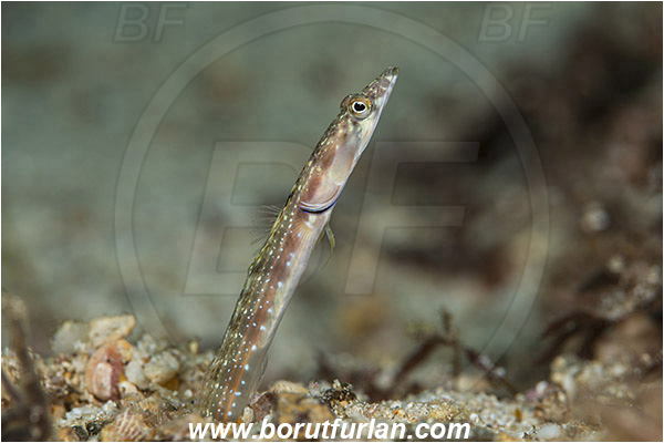 Isla Espirito Santo, La Paz, Baja California, Sea of Cortez, Mexico, Pacific ocean, Chaenopsis alepidota, Chaenopsis, Chaenopsidae, Orangethroat Pikeblenny, Pikeblenny, Fish, Portrait