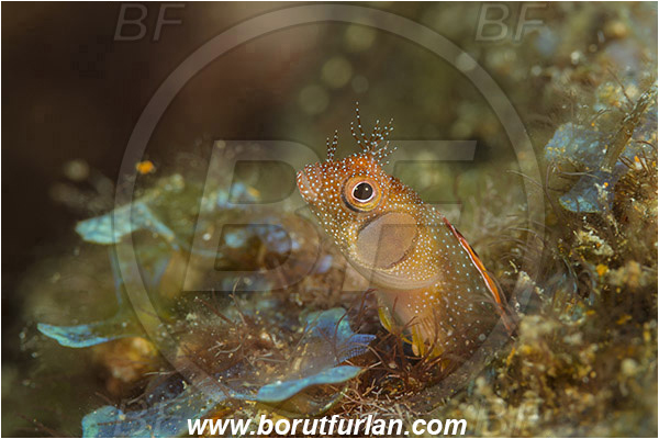Isla Espirito Santo, La Paz, Baja California, Sea of Cortez, Mexico, Pacific ocean, Acanthemblemaria crockeri, Acanthemblemaria, Blenniidae, Browncheek blenny, Blenny, Fish, Portrait