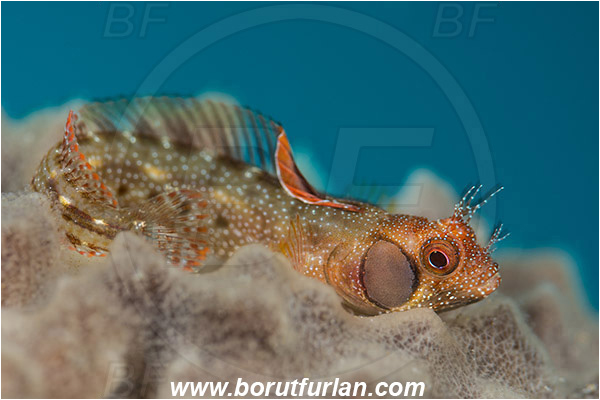 Isla Espirito Santo, La Paz, Baja California, Sea of Cortez, Mexico, Pacific ocean, Acanthemblemaria crockeri, Acanthemblemaria, Blenniidae, Browncheek blenny, Blenny, Fish