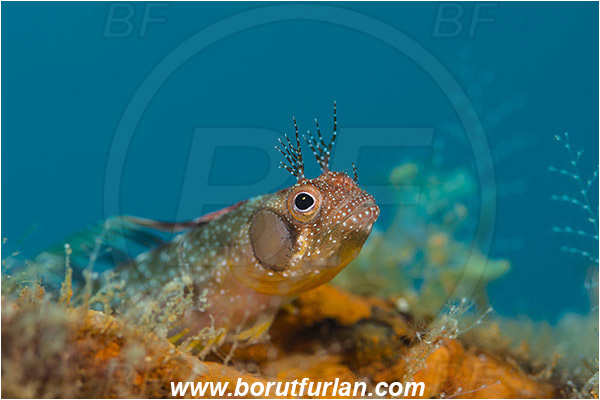Isla Espirito Santo, La Paz, Baja California, Sea of Cortez, Mexico, Pacific ocean, Acanthemblemaria crockeri, Acanthemblemaria, Blenniidae, Browncheek blenny, Blenny, Fish, Portrait