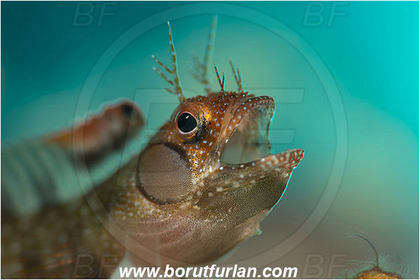 Isla Espirito Santo, La Paz, Baja California, Sea of Cortez, Mexico, Pacific ocean, Acanthemblemaria crockeri, Acanthemblemaria, Blenniidae, Browncheek blenny, Blenny, Fish, Portrait