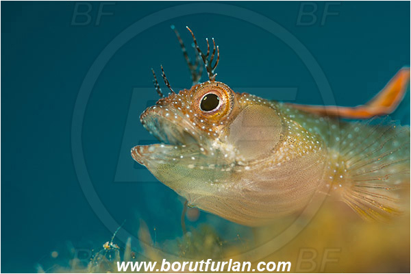 Isla Espirito Santo, La Paz, Baja California, Sea of Cortez, Mexico, Pacific ocean, Acanthemblemaria crockeri, Acanthemblemaria, Blenniidae, Browncheek blenny, Blenny, Fish, Portrait