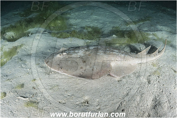 Isla Partida, Baja California, Sea of Cortez, Mexico, Pacific ocean, Narcine entemedor, Narcine, Narcinidae, Elasmobranchii, Giant electric ray, Stingray, Fish, Sand, Night