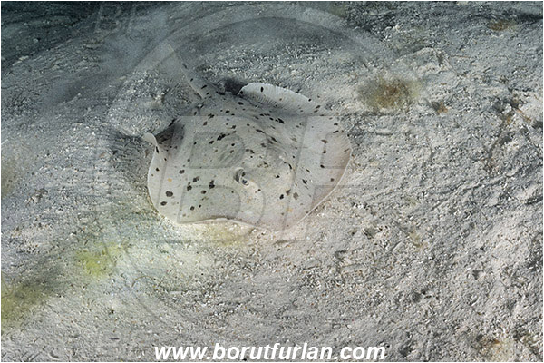 Isla Partida, Baja California, Sea of Cortez, Mexico, Pacific ocean, Urotrygon chilensis, Urotrygon, Urotrygonidae, Elasmobranchii, Chilean round ray, Blotched stingray, Stingray, Fish, Sand, Night