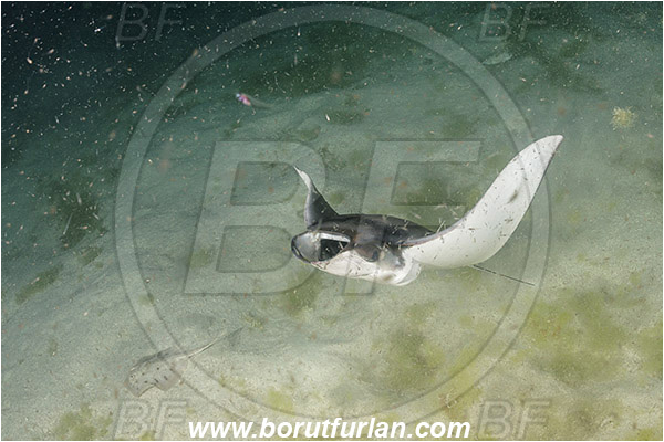 Isla Partida, Baja California, Sea of Cortez, Mexico, Pacific ocean, Mobula munkiana, Mobula, Myliobatidae, Elasmobranchii, Pygmy devil ray, Munk