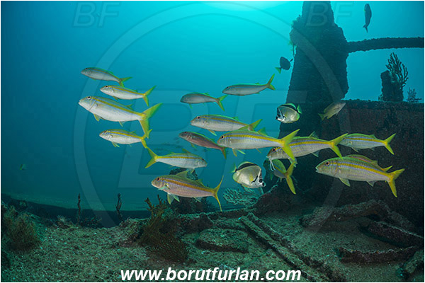 Baja California, Fish, Fish school, Goatfish, La Paz, Mexican goatfish, Mexico, Mullidae, Mulloidichthys, Mulloidichthys dentatus, Pacific ocean, Salvatierra wreck, Sea of Cortez, Wreck