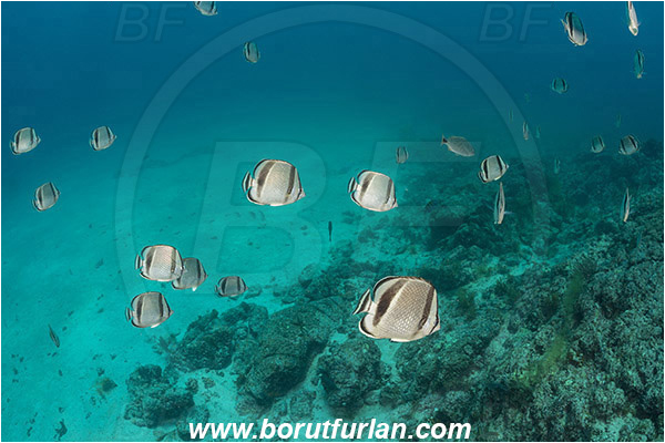 Baja California, Butterflyfish, Chaetodon, Chaetodon humeralis, Chaetodontidae, Fish, Isla Espiritu Santo, La Paz, Mexico, Pacific ocean, Sea of Cortez, Threebanded butterflyfish, Reef, Fish school
