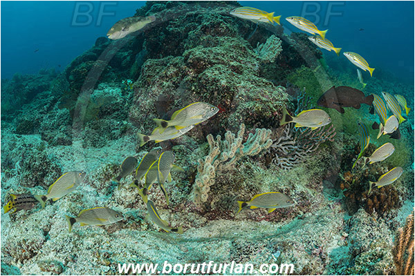 Baja California, Fish, Fish school, Grunt, Haemulidae, Haemulon, Haemulon flaviguttatum, Isla Espiritu Santo, La Paz, Mexico, Pacific ocean, Sea of Cortez, Yellowspotted grunt, Reef