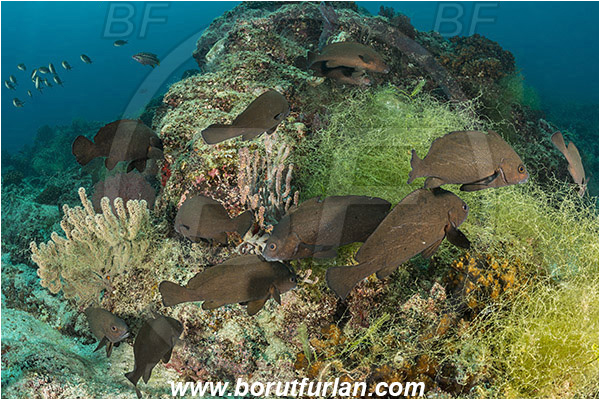 Baja California, Drum, Fish, Highhat, Isla Espiritu Santo, La Paz, Mexico, Odd highhat, Pacific ocean, Pareques, Pareques perissa, Sciaenidae, Sea of Cortez, Reef
