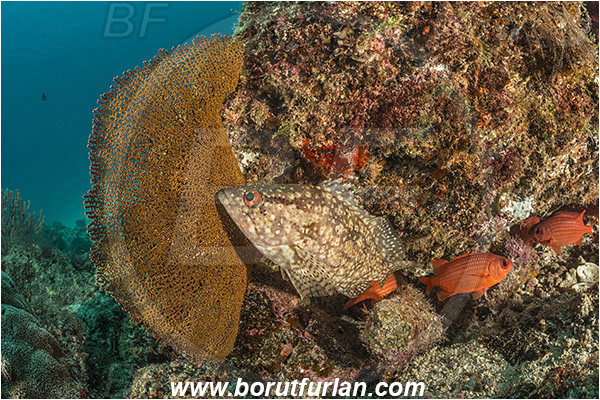 Alphestes, Alphestes immaculatus, Baja California, Fish, Grouper, Isla Ballena, Isla Espiritu Santo, La Paz, Mexico, Pacific mutton hamlet, Pacific ocean, Sea of Cortez, Serranidae, Reef