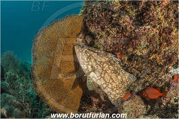 Alphestes, Alphestes immaculatus, Baja California, Fish, Grouper, Isla Ballena, Isla Espiritu Santo, La Paz, Mexico, Pacific mutton hamlet, Pacific ocean, Sea of Cortez, Serranidae, Reef