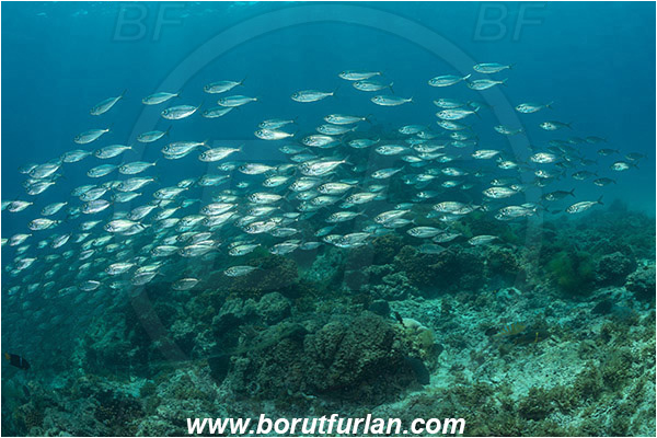 Baja California, Bigeye scad, Carangidae, Fish, Fish school, Isla Espiritu Santo, La Paz, Mexico, Pacific ocean, Sea of Cortez, Selar, Selar crumenophthalmus, Trevally, Reef