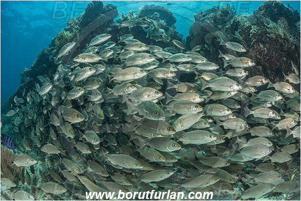 Baja California, Fish, Fish school, Grunt, Haemulidae, Haemulon, Haemulon maculicauda, Isla Espiritu Santo, La Paz, Mexico, Pacific ocean, Sea of Cortez, Spottail grunt, Reef