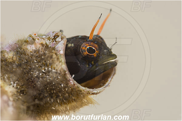 Isla Espirito Santo, La Paz, Baja California, Sea of Cortez, Mexico, Pacific ocean, Emblemaria hypacanthus, Emblemaria, Chaenopsidae, Gulf signal blenny, Blenny, Fish, Portrait