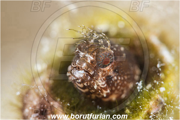 Isla Espirito Santo, La Paz, Baja California, Sea of Cortez, Mexico, Pacific ocean, Emblemaria hypacanthus, Emblemaria, Chaenopsidae, Gulf signal blenny, Blenny, Fish, Portrait
