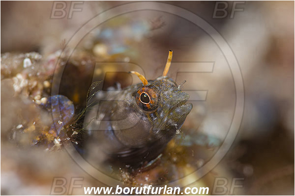Isla Espirito Santo, La Paz, Baja California, Sea of Cortez, Mexico, Pacific ocean, Emblemaria hypacanthus, Emblemaria, Chaenopsidae, Gulf signal blenny, Blenny, Fish, Portrait