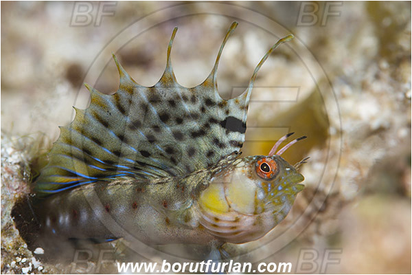 Isla Espirito Santo, La Paz, Baja California, Sea of Cortez, Mexico, Pacific ocean, Emblemaria hypacanthus, Emblemaria, Chaenopsidae, Gulf signal blenny, Blenny, Fish, Portrait, Threatening pose