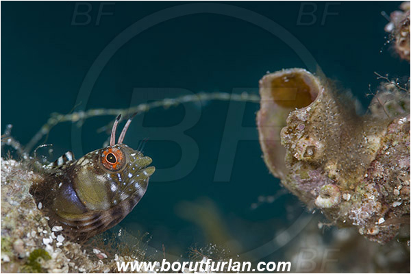 Isla Espirito Santo, La Paz, Baja California, Sea of Cortez, Mexico, Pacific ocean, Emblemaria hypacanthus, Emblemaria, Chaenopsidae, Gulf signal blenny, Blenny, Fish, Portrait