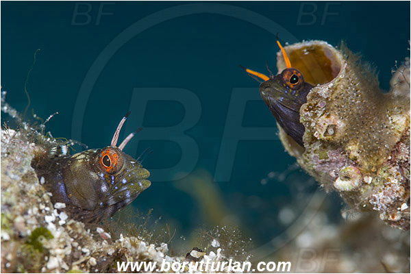 Isla Espirito Santo, La Paz, Baja California, Sea of Cortez, Mexico, Pacific ocean, Emblemaria hypacanthus, Emblemaria, Chaenopsidae, Gulf signal blenny, Blenny, Fish, Portrait