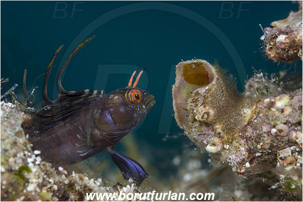 Isla Espirito Santo, La Paz, Baja California, Sea of Cortez, Mexico, Pacific ocean, Emblemaria hypacanthus, Emblemaria, Chaenopsidae, Gulf signal blenny, Blenny, Fish, Portrait, Threatening pose
