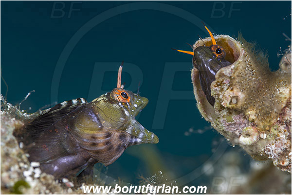 Isla Espirito Santo, La Paz, Baja California, Sea of Cortez, Mexico, Pacific ocean, Emblemaria hypacanthus, Emblemaria, Chaenopsidae, Gulf signal blenny, Blenny, Fish, Portrait, Threatening pose