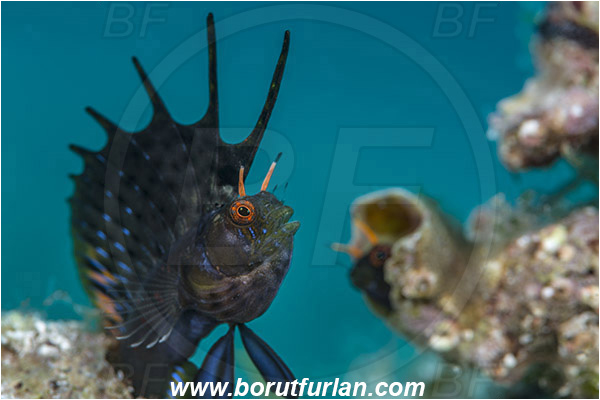 Isla Espirito Santo, La Paz, Baja California, Sea of Cortez, Mexico, Pacific ocean, Emblemaria hypacanthus, Emblemaria, Chaenopsidae, Gulf signal blenny, Blenny, Fish, Portrait, Threatening pose