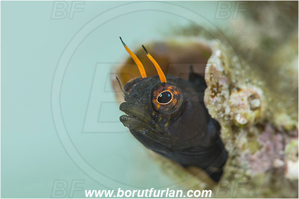 Isla Espirito Santo, La Paz, Baja California, Sea of Cortez, Mexico, Pacific ocean, Emblemaria hypacanthus, Emblemaria, Chaenopsidae, Gulf signal blenny, Blenny, Fish, Portrait