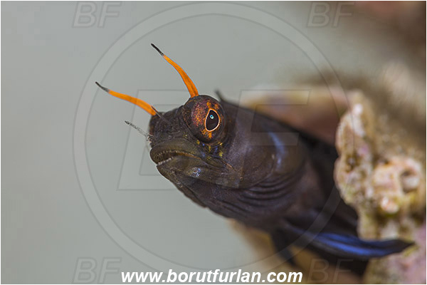 Isla Espirito Santo, La Paz, Baja California, Sea of Cortez, Mexico, Pacific ocean, Emblemaria hypacanthus, Emblemaria, Chaenopsidae, Gulf signal blenny, Blenny, Fish, Portrait