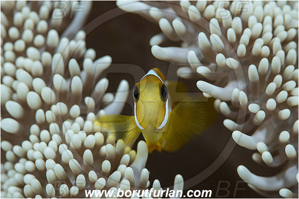 Marsa Shagra, Marsa Alam, Egypt, Red sea, Amphiprion bicinctus, Amphiprion, Pomacentridae, Red Sea Anemonefish, Anemonefish, Red sea Clownfish, Clownfish, Fish, Juvenile