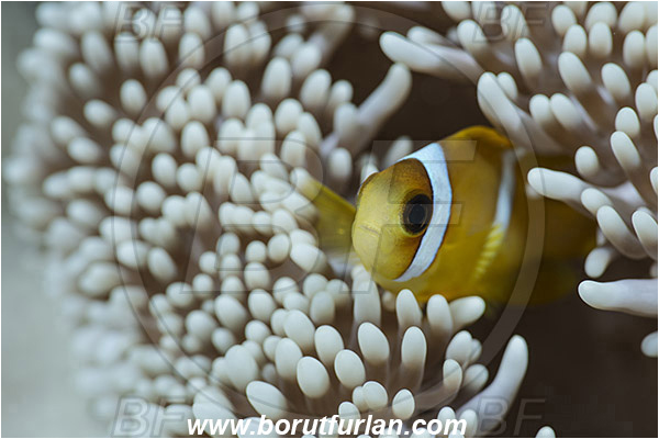 Marsa Shagra, Marsa Alam, Egypt, Red sea, Amphiprion bicinctus, Amphiprion, Pomacentridae, Red Sea Anemonefish, Anemonefish, Red sea Clownfish, Clownfish, Fish, Juvenile
