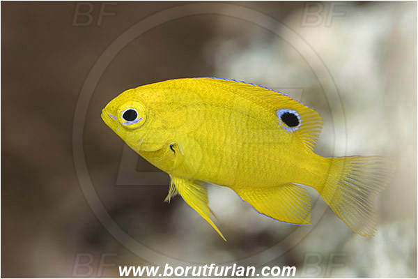 Marsa Shagra, Marsa Alam, Egypt, Red sea, Pomacentrus sulfureus, Pomacentrus, Pomacentridae, Sulphur damsel, Damselfish, Fish, Juvenile
