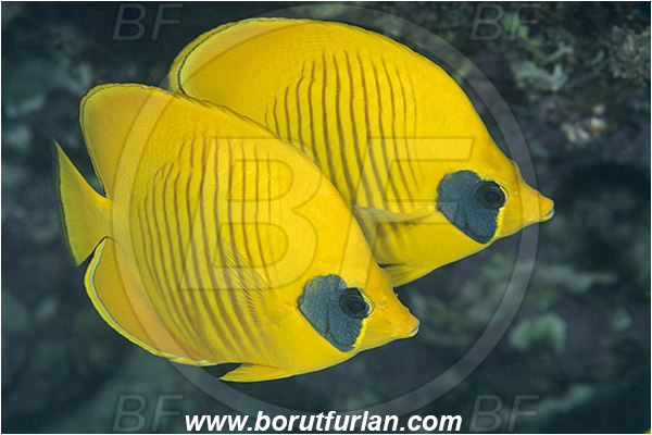 Marsa Shagra, Marsa Alam, Egypt, Red sea, Chaetodon semilarvatus, Chaetodon, Chaetodontidae, Masked Butterflyfish, Butterflyfish, Fish