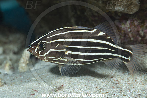 Marsa Shagra, Marsa Alam, Egypt, Red sea, Grammistes sexlineatus, Grammistes, Serranidae, Goldenstriped soapfish, Soapfish, Fish