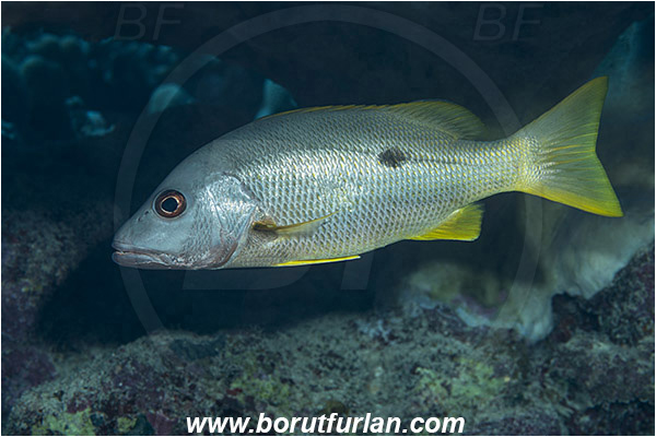 Marsa Shagra, Marsa Alam, Egypt, Red sea, Lutjanus monostigma, Lutjanus, Lutjanidae, One-spot snapper, Snapper, Fish