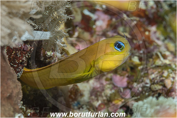 Marsa Shagra, Marsa Alam, Egypt, Red sea, Ecsenius midas, Ecsenius, Blenniidae, Midas blenny, Blenny, Fish
