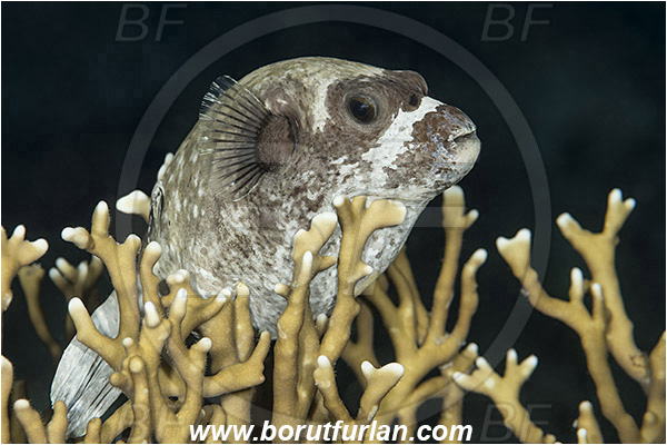 Marsa Shagra, Marsa Alam, Egypt, Red sea, Arothron diadematus, Arothron, Tetraodontidae, Masked puffer, Puffer, Fish, Portrait, Night