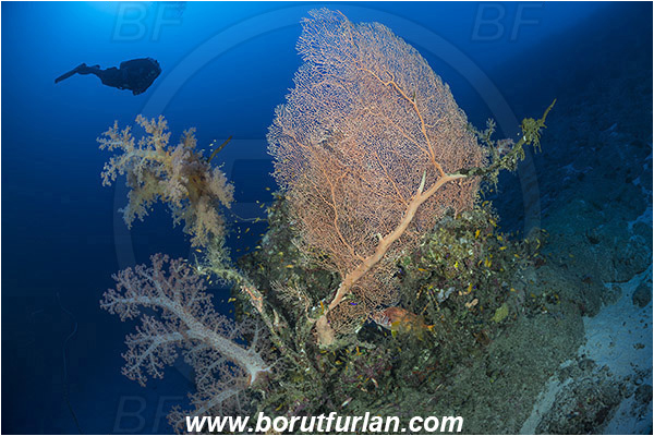 Marsa Shagra, Marsa Alam, Egypt, Red sea, Dendronephthya hemprichi, Dendronephthya, Nephtheidae, Soft coral, Annella mollis, Annella, Subergorgiidae, Gorgonian Sea Fan, Giant Sea Fan, Gorgonia, Coral, Anthozoa, Cnidaria, Cnidarian, Reef, Diver