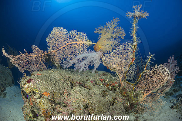 Marsa Shagra, Marsa Alam, Egypt, Red sea, Dendronephthya hemprichi, Dendronephthya, Nephtheidae, Soft coral, Annella mollis, Annella, Subergorgiidae, Gorgonian Sea Fan, Giant Sea Fan, Gorgonia, Coral, Anthozoa, Cnidaria, Cnidarian, Reef