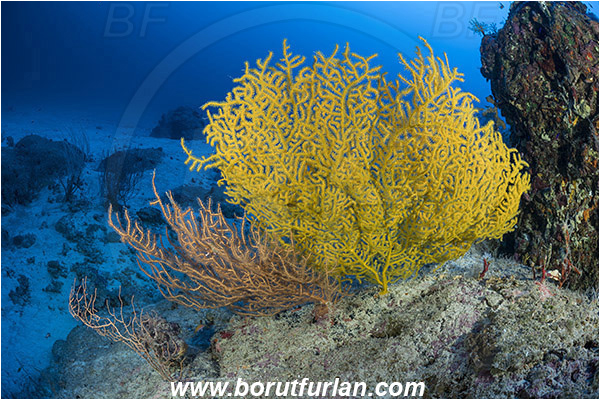 Marsa Shagra, Marsa Alam, Egypt, Red sea, Acabaria sp., Acabaria, Melithaeidae, Anthozoa, Sea fan, Coral, Cnidaria, Cnidarian, Reef