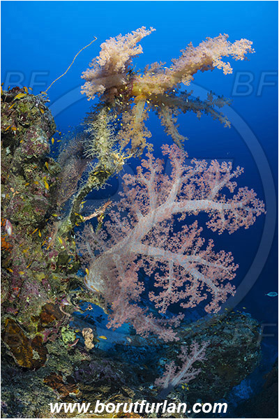 Marsa Shagra, Marsa Alam, Egypt, Red sea, Dendronephthya hemprichi, Dendronephthya, Nephtheidae, Soft coral, Coral, Anthozoa, Cnidaria, Cnidarian, Reef