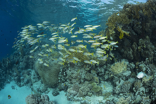 Marsa Shagra, Marsa Alam, Egypt, Red sea, Mulloidichthys vanicolensis, Mulloidichthys, Mullidae, Yellowfin Goatfish, Goatfish, Lutjanus ehrenbergii, Lutjanus, Lutjanidae, Blackspot snapper, Snapper, Fish, Fish school, Reef