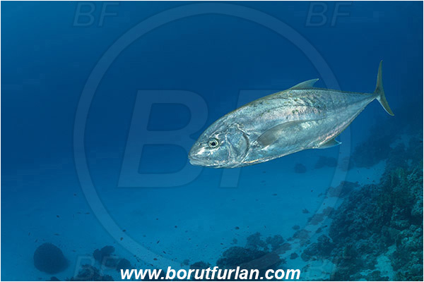 Marsa Shagra, Marsa Alam, Egypt, Red sea, Fish, Carangoides fulvoguttatus, Carangoides, Carangidae, Yellowspotted trevally, Trevally, Reef