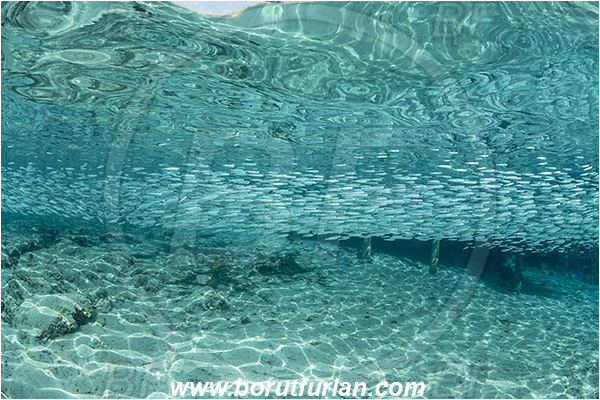 Marsa Shagra, Marsa Alam, Egypt, Red sea, Atherinomorus lacunosus, Atherinomorus, Atherinidae, Hardyhead silverside, Silverside, Fish, Fish school, Pier, Pillar, Surface, Reflections
