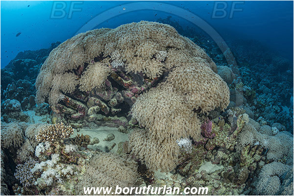 Marsa Shagra, Marsa Alam, Egypt, Red sea, Goniopora columna, Goniopora, Poritidae, Anthozoa, Cnidaria, Cnidarian, Anemone Coral, Coral, Reef