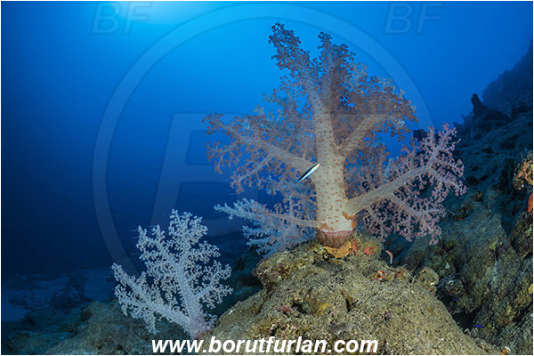 Marsa Shagra, Marsa Alam, Egypt, Red sea, Dendronephthya hemprichi, Dendronephthya, Nephtheidae, Soft coral, Coral, Anthozoa, Cnidaria, Cnidarian, Reef