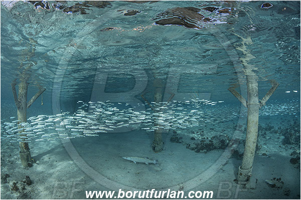 Marsa Shagra, Marsa Alam, Egypt, Red sea, Atherinomorus lacunosus, Atherinomorus, Atherinidae, Hardyhead silverside, Silverside, Fish, Fish school, Pier, Pillar, Surface