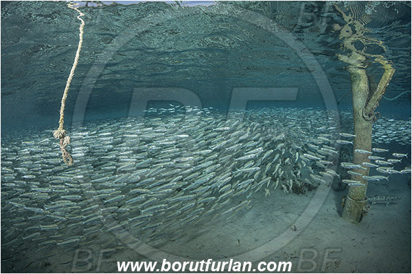 Marsa Shagra, Marsa Alam, Egypt, Red sea, Atherinomorus lacunosus, Atherinomorus, Atherinidae, Hardyhead silverside, Silverside, Fish, Fish school, Pillar, Surface