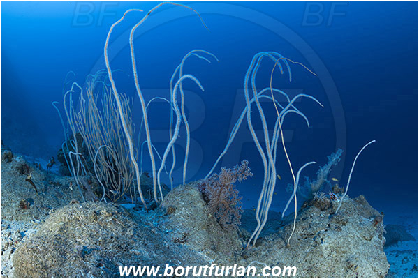 Marsa Shagra, Marsa Alam, Egypt, Red sea, Junceella sp., Junceella, Ellisellidae, Anthozoa, Cnidaria, Cnidarian, Sea whip, Whip coral, Coral, Reef